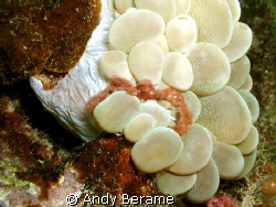 Orangutan crab on a soft coral at Dakit-Dakit Marine Sanc... by Andy Berame 